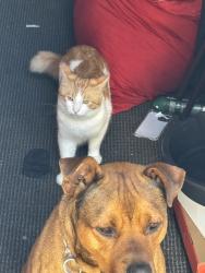 Lost Male Cat last seen Church, San Francisco, CA 94124