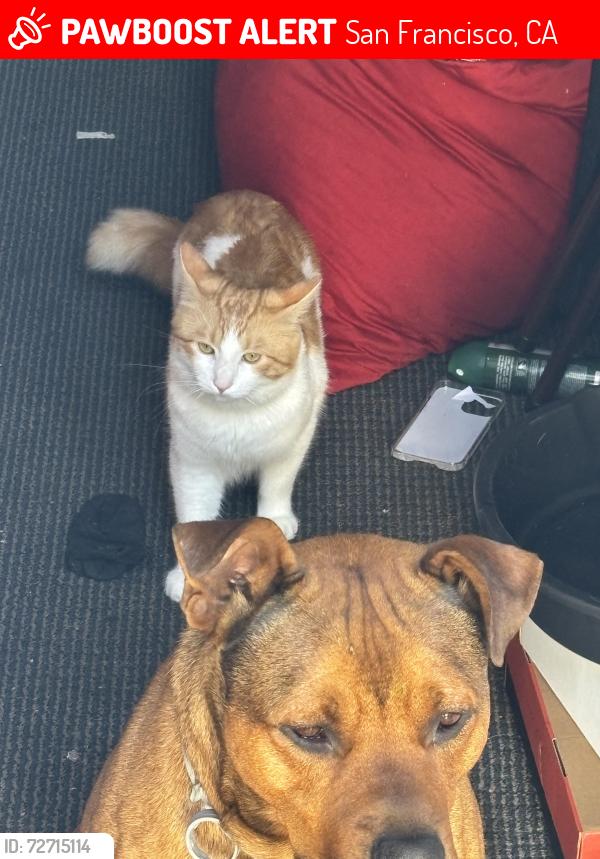 Lost Male Cat last seen Church, San Francisco, CA 94124