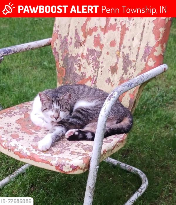 Lost Male Cat last seen Ash road and Creekwood Tr, Penn Township, IN 46561