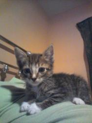 Lost Female Cat last seen NE 11th Avenue , Cape Coral, FL 33909