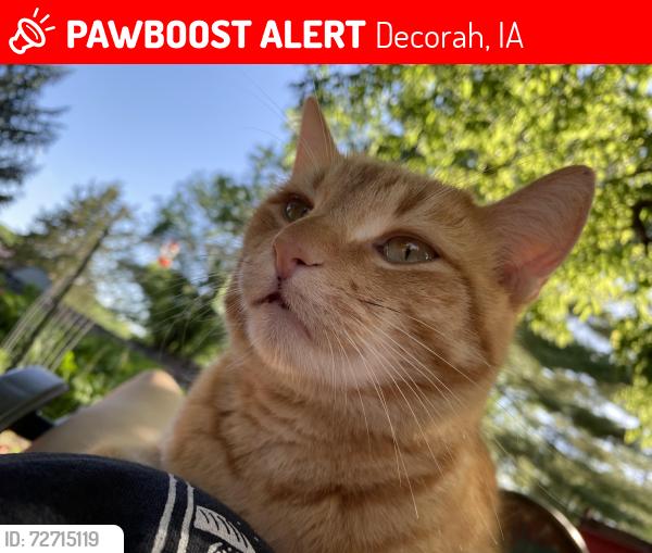 Lost Male Cat last seen River road in Decorah/Freeport Iowa, Decorah, IA 52101