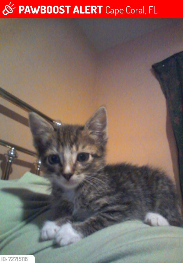 Lost Female Cat last seen NE 11th Avenue , Cape Coral, FL 33909