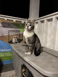 Found/Stray Male Cat last seen 5th St and Seward, Grand Rapids, MI 49504
