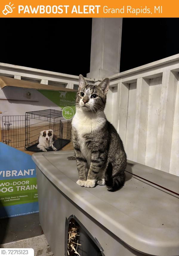 Found/Stray Male Cat last seen 5th St and Seward, Grand Rapids, MI 49504