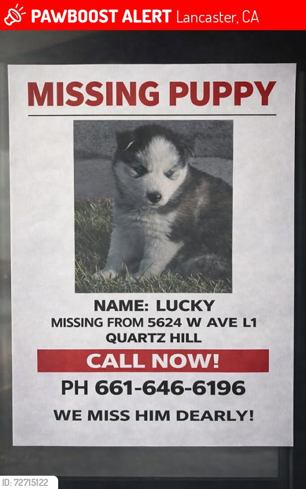 Lost Male Dog last seen L1 between 56 and 57th street west, Lancaster, CA 93536