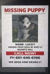 Lost Male Dog last seen L1 between 56 and 57th street west, Lancaster, CA 93536