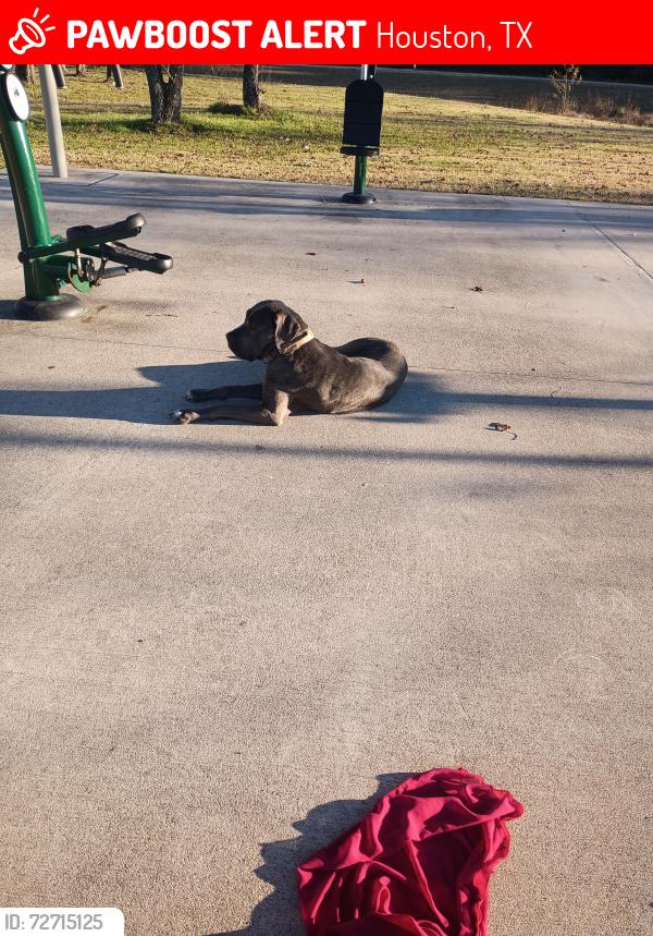 Lost Female Dog last seen Victory for sky, Houston, TX 77088