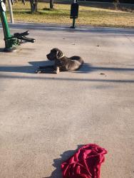 Lost Female Dog last seen Victory for sky, Houston, TX 77088