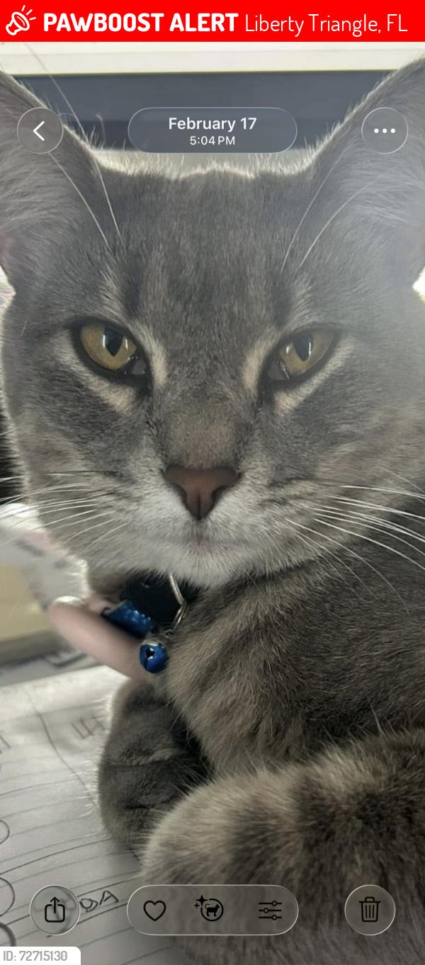 Lost Female Cat last seen Off 49th and 99th , Liberty Triangle, FL 34476