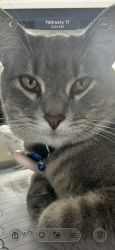 Lost Female Cat last seen Off 49th and 99th , Liberty Triangle, FL 34476