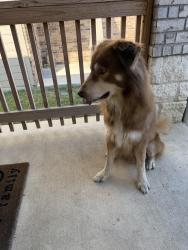 Found/Stray Male Dog last seen Balmorhea an Gibbons Creek, San Antonio, TX 78252