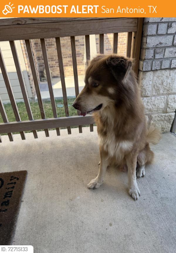 Found/Stray Male Dog last seen Balmorhea an Gibbons Creek, San Antonio, TX 78252