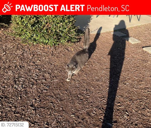 Lost Unknown Cat last seen Greenville Street, Pendleton, SC 29670