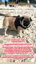 Lost Male Dog last seen Bulls Road, Wakeley NSW 2176, Wakeley, NSW 2176