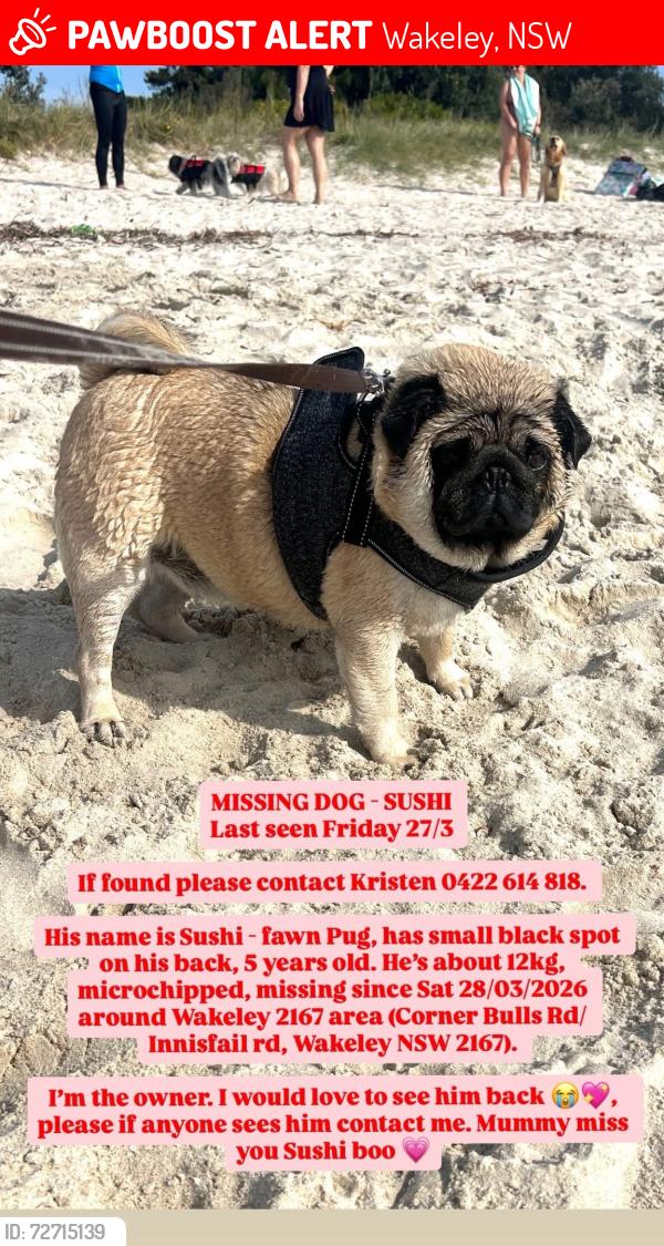 Lost Male Dog last seen Bulls Road, Wakeley NSW 2176, Wakeley, NSW 2176