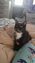 Found/Stray Male Cat last seen May  & Brookline, Oklahoma City, OK 73107