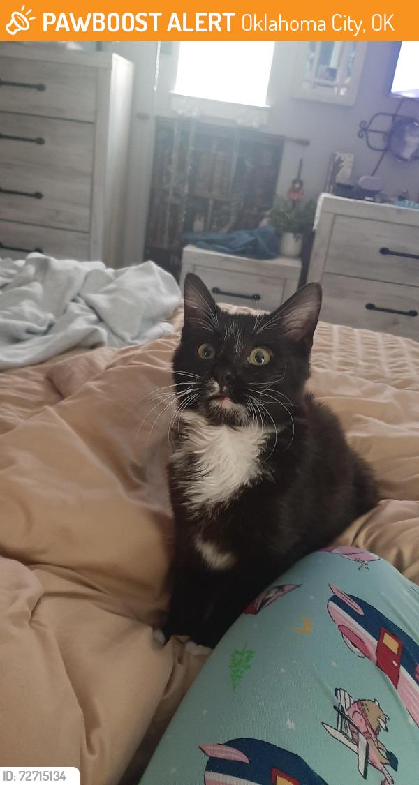 Found/Stray Male Cat last seen May  & Brookline, Oklahoma City, OK 73107