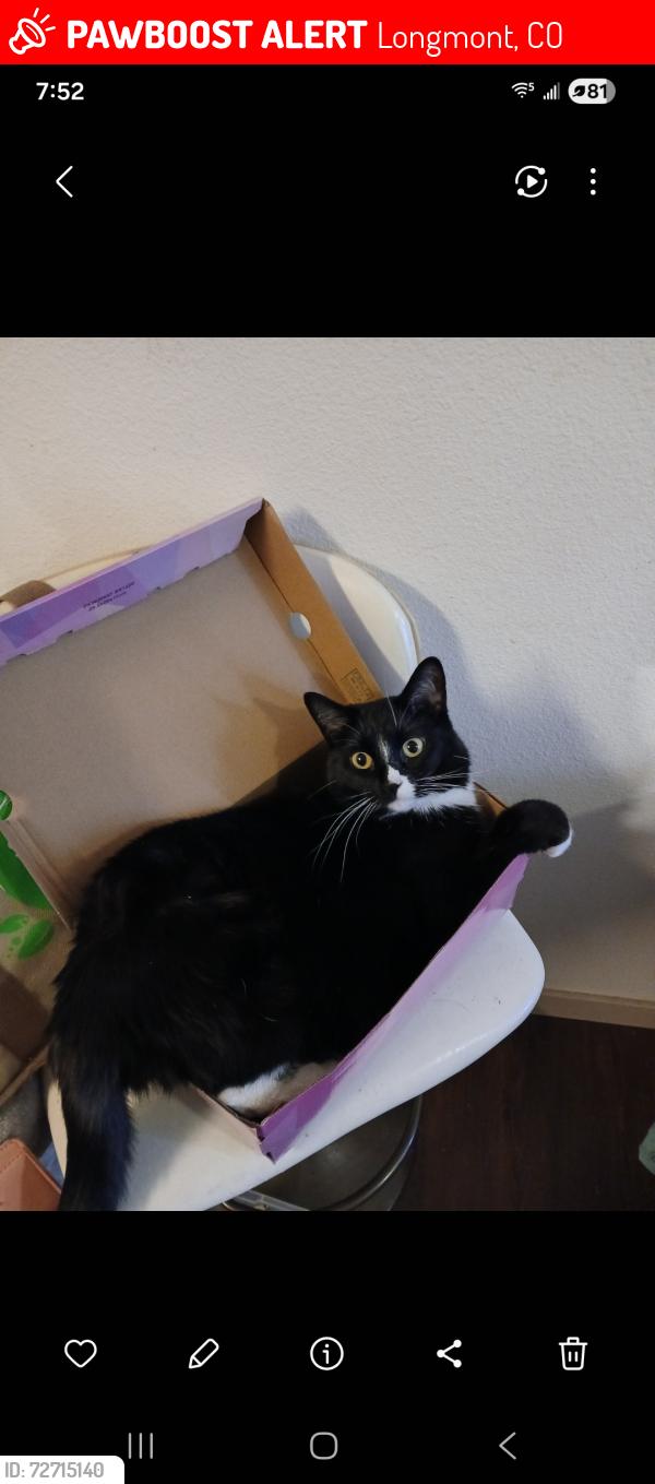 Lost Female Cat last seen apmts behind Sonic, Longmont, CO 80501