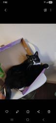 Lost Female Cat last seen apmts behind Sonic, Longmont, CO 80501