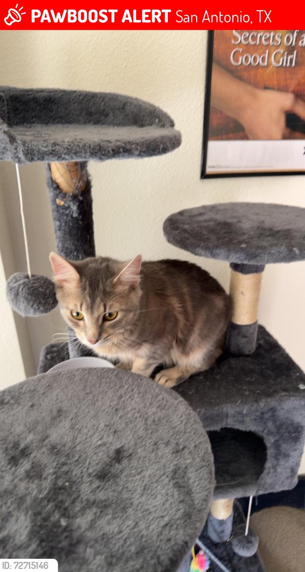 Lost Male Cat last seen Eckhert Rd and Border Trail Dr, San Antonio, TX 78240