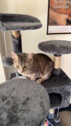 Lost Male Cat last seen Eckhert Rd and Border Trail Dr, San Antonio, TX 78240