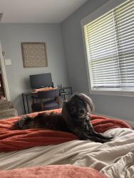 Lost Male Dog last seen Cown Rd, Lake Paradise area, Villa Rica, GA 30180