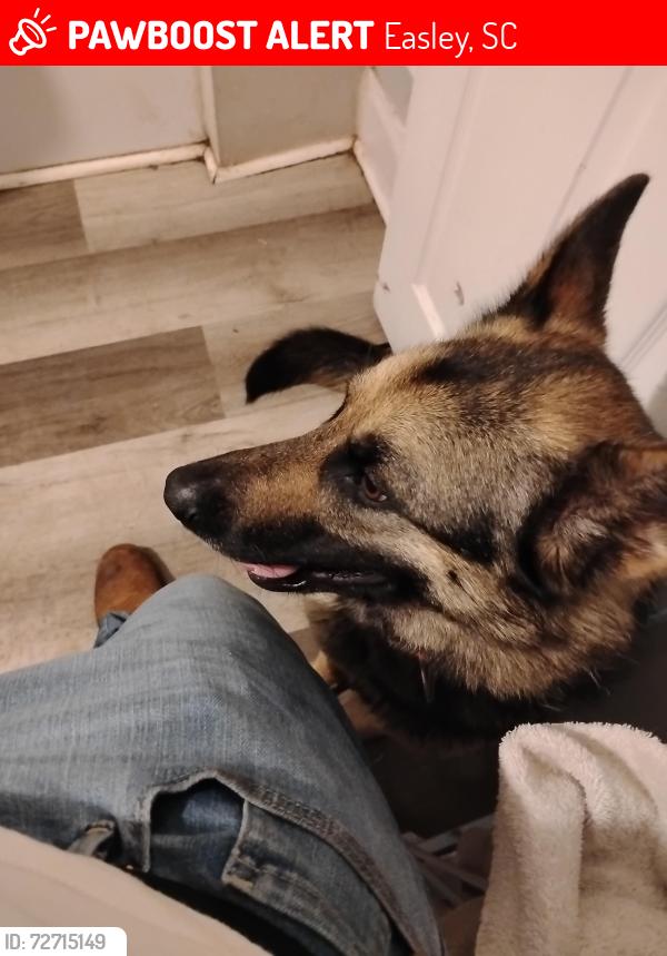 Lost Female Dog last seen Near sharon lane , Easley, SC 29640