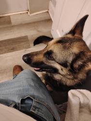 Lost Female Dog last seen Near sharon lane , Easley, SC 29640