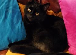 Lost Male Cat last seen Highridge, BS13, Bristol City, England BS13