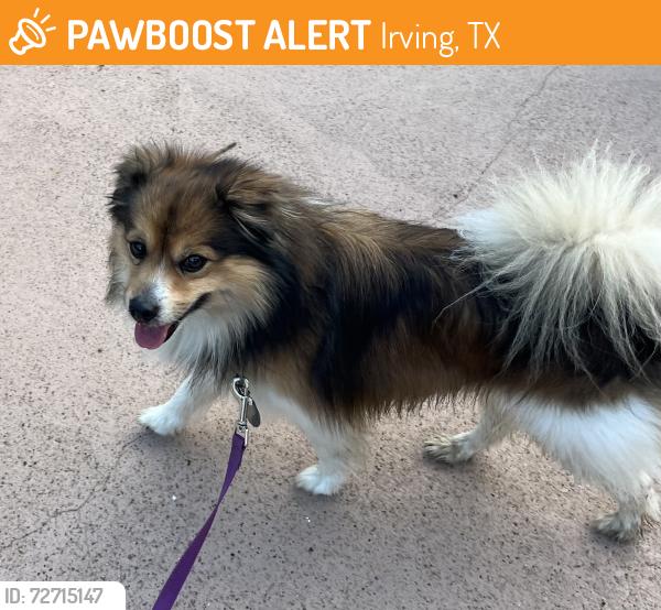 Found/Stray Male Dog last seen Oak Meadows Park Irving Tx, Irving, TX 75060