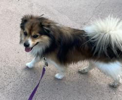 Found/Stray Male Dog last seen Oak Meadows Park Irving Tx, Irving, TX 75060