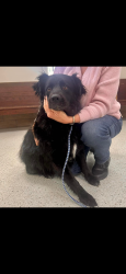 Lost Female Dog last seen Near Plymouth rd, Staten Island, NY 10314