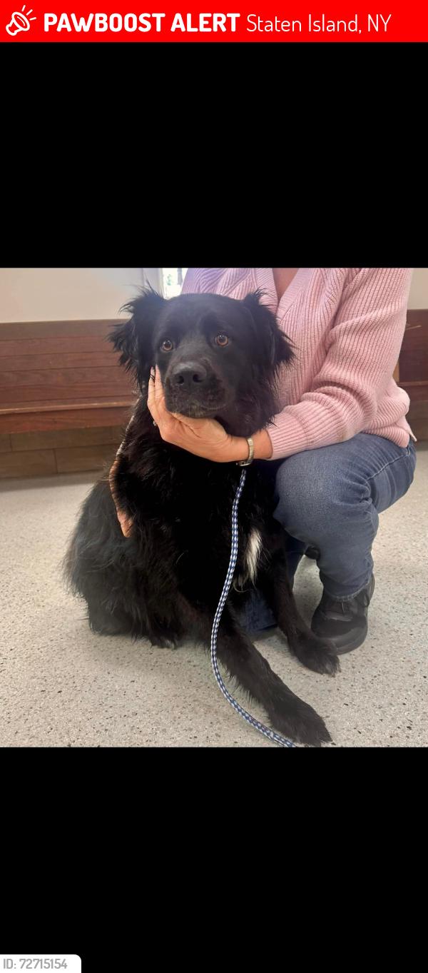 Lost Female Dog last seen Near Plymouth rd, Staten Island, NY 10314