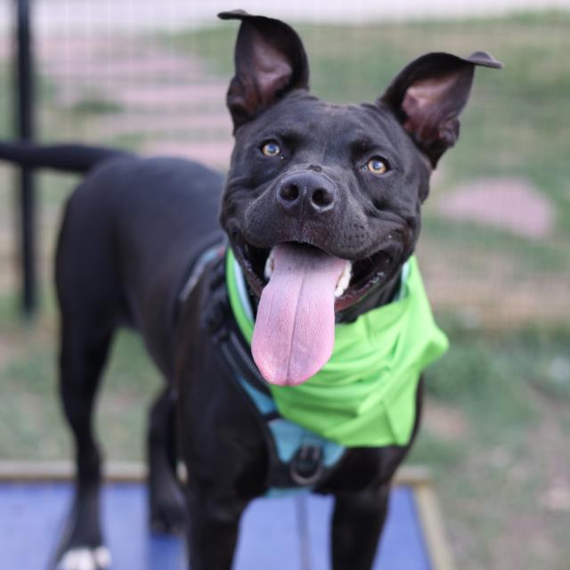 Shelter Stray Male Dog last seen Near BLOCK HUEBNER, San Antonio, TX 78227