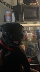 Lost Female Dog last seen 5th and Main st., Los Angeles, CA 90013