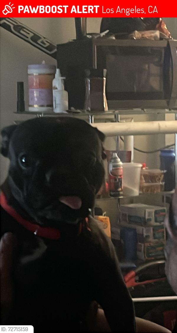 Lost Female Dog last seen 5th and Main st., Los Angeles, CA 90013