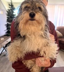 Found/Stray Unknown Dog last seen Poodle mix, about 10 lbs, near Millennium apmts, 1200 S. Rolling Ridge Way, Bloomington, IN 47403