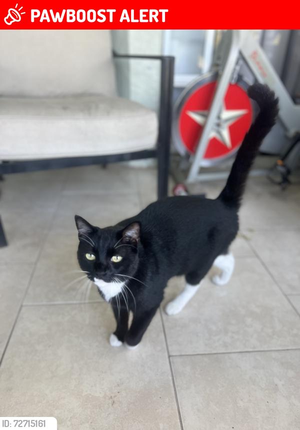 Lost Male Cat last seen Timberlake/Lake Pointe, Lake Pointe Stage, FL 32940
