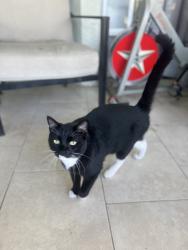 Lost Male Cat last seen Timberlake/Lake Pointe, Lake Pointe Stage, FL 32940