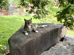 Lost Male Cat last seen Dug Hill Rd, Landrum, SC 29356
