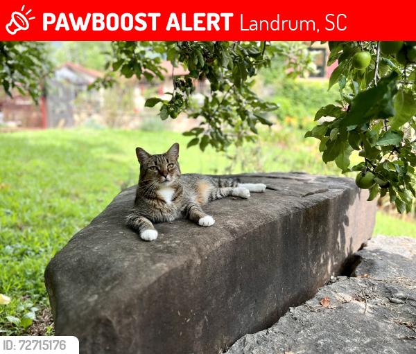 Lost Male Cat last seen Dug Hill Rd, Landrum, SC 29356