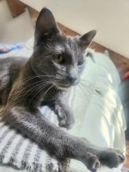 Found/Stray Female Cat last seen S 18th St & McKean St, Philadelphia, PA 19145