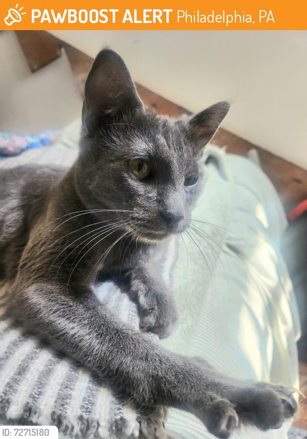 Found/Stray Female Cat last seen S 18th St & McKean St, Philadelphia, PA 19145