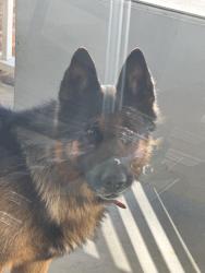Found/Stray Male Dog last seen Near Gowensville, Greenville County, SC 29356