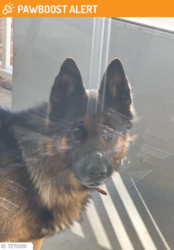Found/Stray Male Dog last seen Near Gowensville, Greenville County, SC 29356