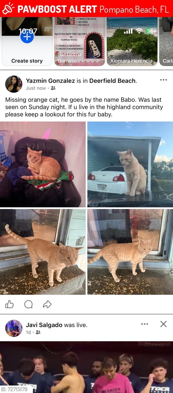 Lost Male Cat last seen In the highlands village community , Pompano Beach, FL 33064
