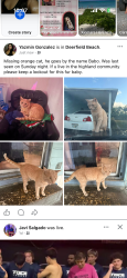 Lost Male Cat last seen In the highlands village community , Pompano Beach, FL 33064