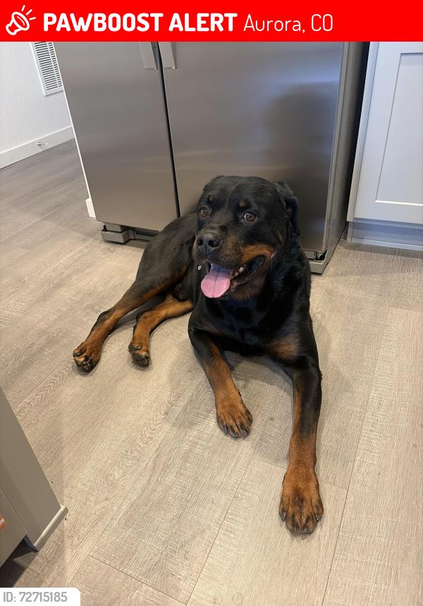 Lost Male Dog last seen Havenwood at Harmony , Aurora, CO 80018