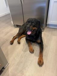 Lost Male Dog last seen Havenwood at Harmony , Aurora, CO 80018