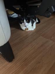 Lost Male Cat last seen Mill wheel , Houston, TX 77070